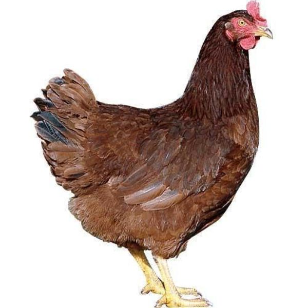 Indian Brown Cock