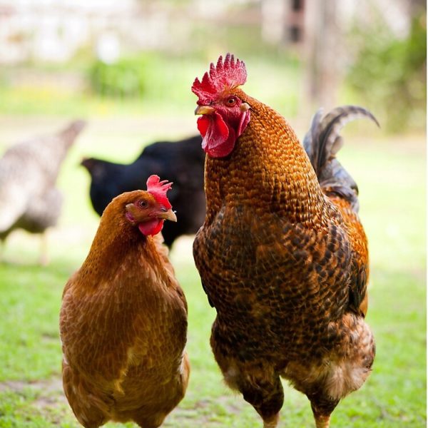 hen and cock