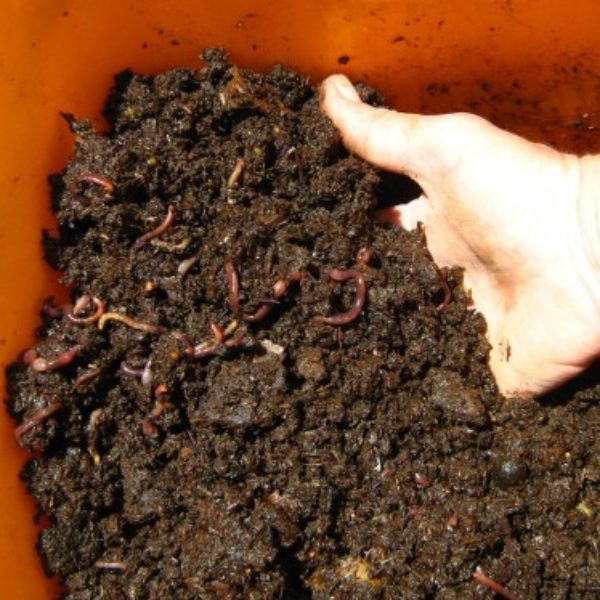 vermi compost