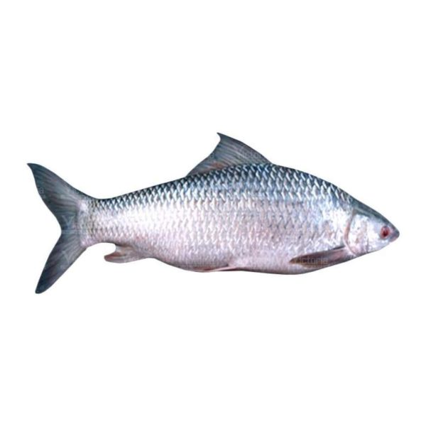 mrigal-fish