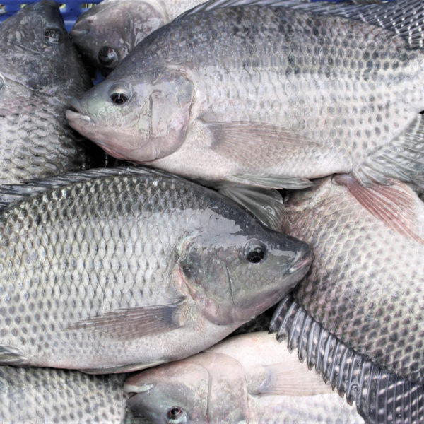 Tilapia