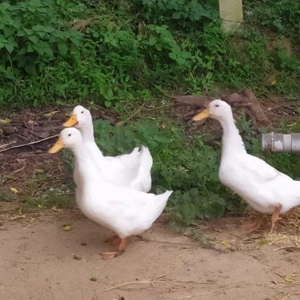 WhatsApp Image 2020-09-20 at 19.58.05 (1)