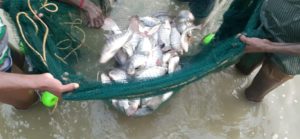 Fish Farm